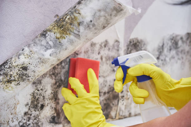 Why You Should Choose Our Mold Remediation Services in Henderson, NV